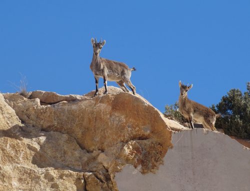 El Centro Tecnológico del Mármol se une a la Red de Restauración de Minas y Canteras para impulsar la sostenibilidad en el sector