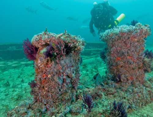 Arranca el Proyecto RestReef para la Restauración de Arrecifes Artificiales en Espacios Natura 2000