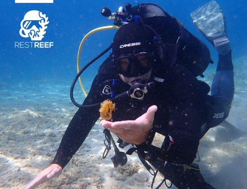 Participa online en el segundo seminario internacional de RestReef en Dubrovnik